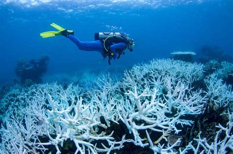 Australia's Great Barrier Reef is suffering mass coral bleaching : NPR