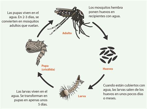 Ciclo de vida de los mosquitos Aedes | Mosquitoes | CDC