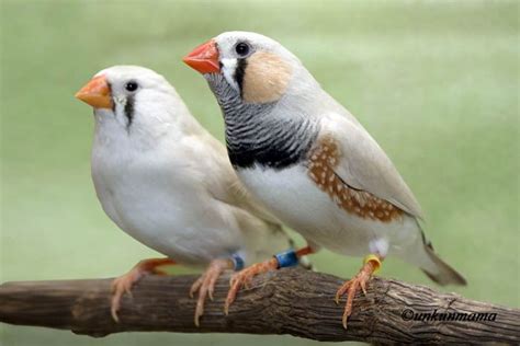 Introducing The White Male Finch Bird - BIRD LOVER