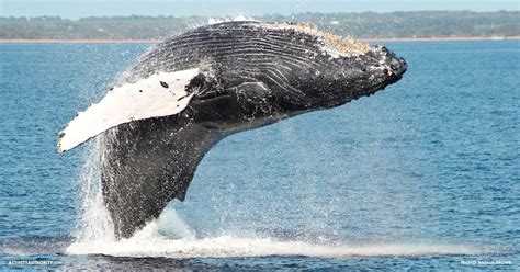 Lahaina Whale Watching Tickets | Discount on Maui whale watching