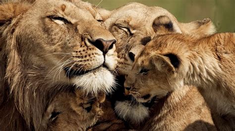 Lion Family Wallpapers - Wallpaper Cave