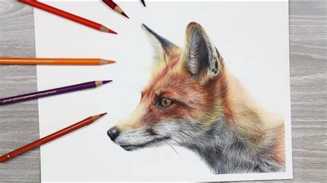 HOW TO DRAW a FOX with Colored Pencils - YouTube