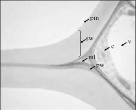 The cell wall of Arabidopsis thaliana. middle lamella (ml), primary ...