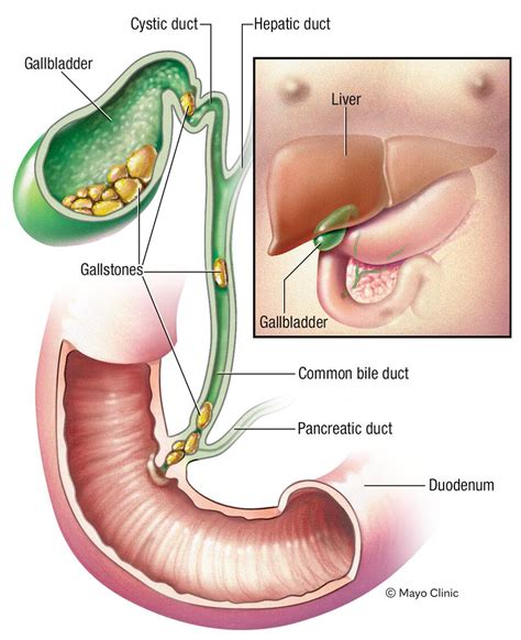 Gallbladder Location In Human Body