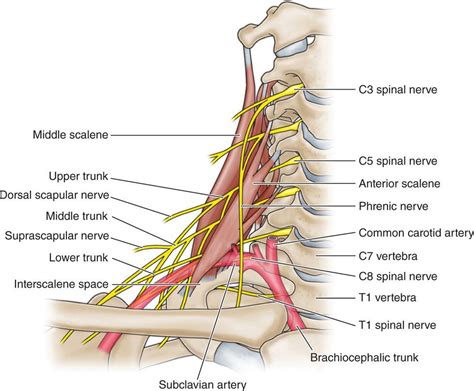 Image result for cervical spine nerve roots | Nerve, Vertebral artery ...