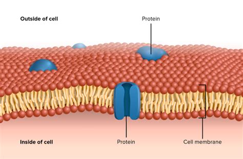 Flexi answers - Show me a diagram of cell membrane. | CK-12 Foundation