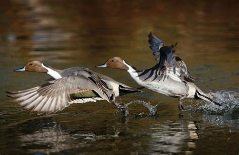 How Duck Flight Works — Ducks Unlimited Canada