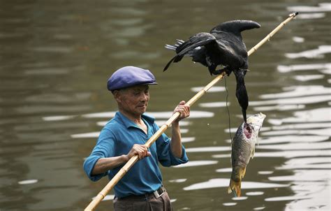 Cormorant Fishing