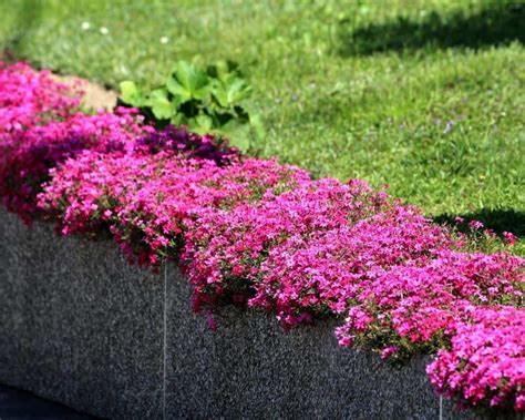 11 Stunning Cascading Plants for Retaining Walls and Hanging Baskets