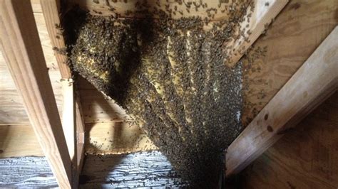 Bee Infestation In House Walls - Alpine Farms Bee Removal