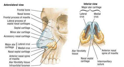 Rhinoplasty Anatomy