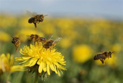 Bee Pollination Information | The Life of Bee