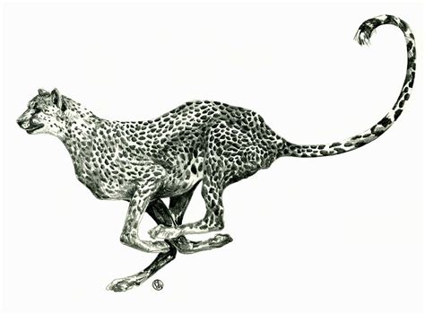 Running Cheetah Drawing