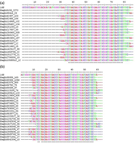 Multiple sequence alignment of reads in FASTA+ format (with sequence ID ...