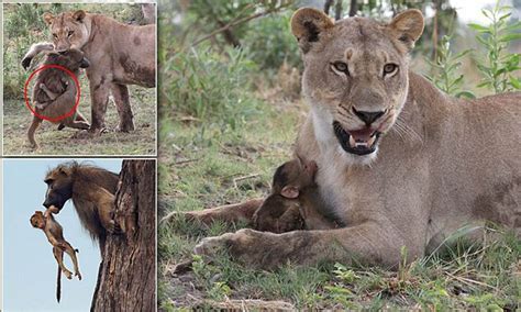 “In a poignant turn of nature, a baby baboon, orphaned by a lioness ...