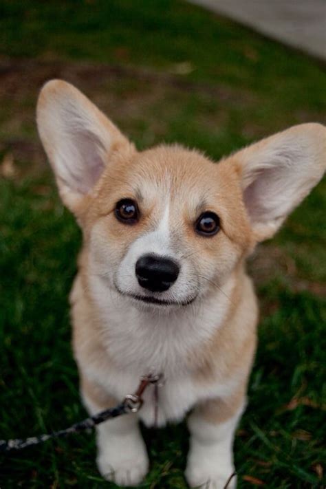 17 Best images about Corgi Puppies! on Pinterest | Pembroke welsh corgi ...