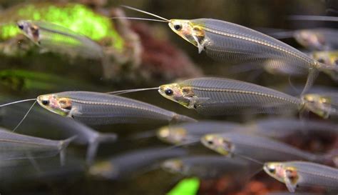 Glass Catfish, the Kryptopterus bicirrhis | The Aquarium Club