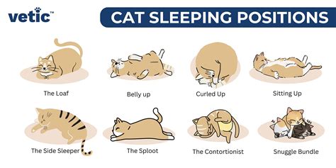 Cat Sleeping Positions: What Your Feline Friend Is Trying to Tell You