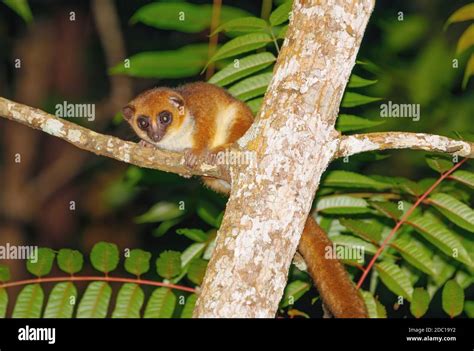 small brown mouse lemur (Microcebus rufus) at night in natural habitat ...