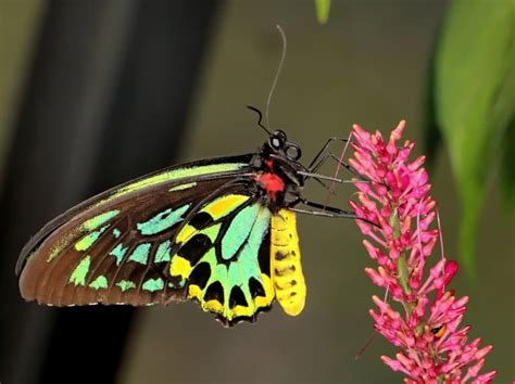 10 Queen Alexandra’s Birdwing Facts - Fact Animal