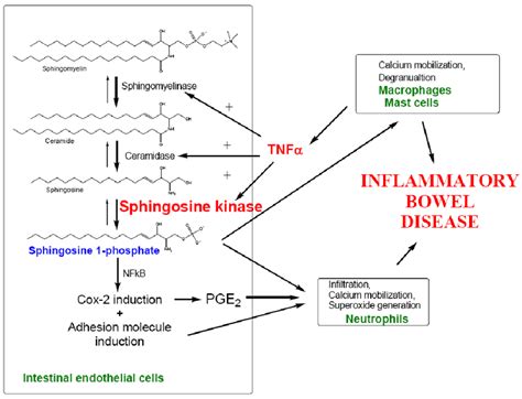 A model for the role of sphingolipid metabolism in IBD | Download ...