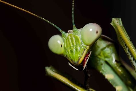 Are Praying Mantis Poisonous