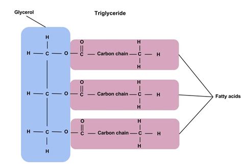 Lipid Types and Structures – Nutrition: Science and Everyday ...