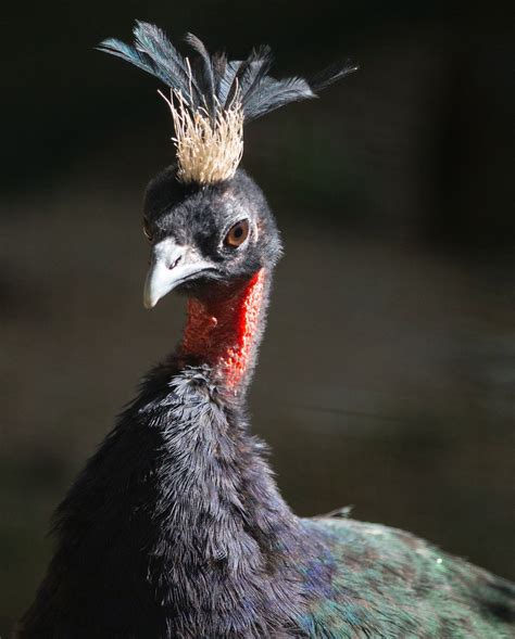 Congo peacock | Rare birds, Birds, Peacock