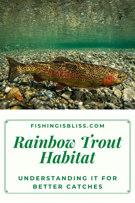 Rainbow Trout Habitat | Understanding It For Better Catches | Trout ...