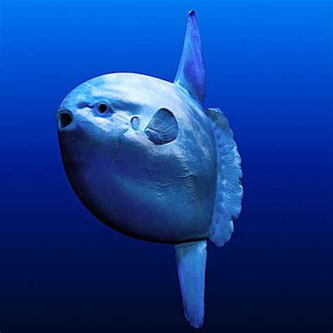 Ocean Sunfish1 – Animal Place