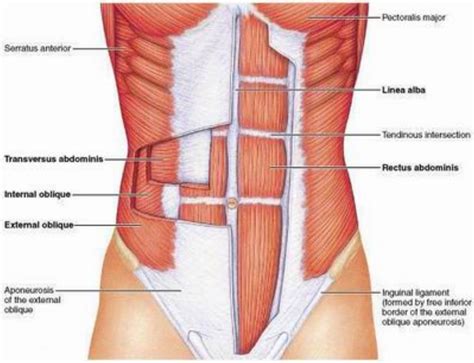 Six packs: Obliques Not Ribs