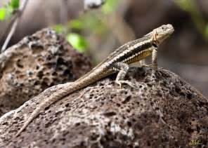 Lava Lizard Photograph by Robert Selin