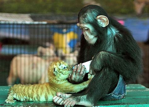 The incredible friendship monkey and tiger | Best Photo Site | Cute ...