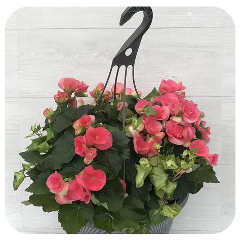 Rieger Begonia Hanging Basket - Pink - Davenport Garden Centre