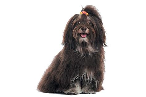 9 Reasons to Meet the Happy-Go-Lucky Havanese