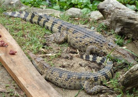 Philippine Crocodile Facts and Pictures