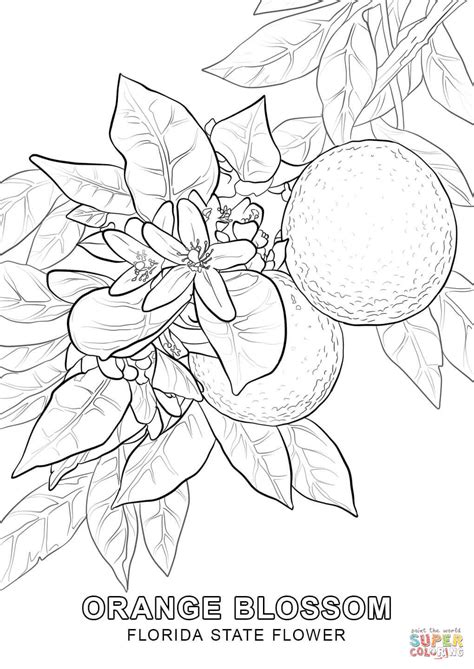 Florida state symbol coloring pages