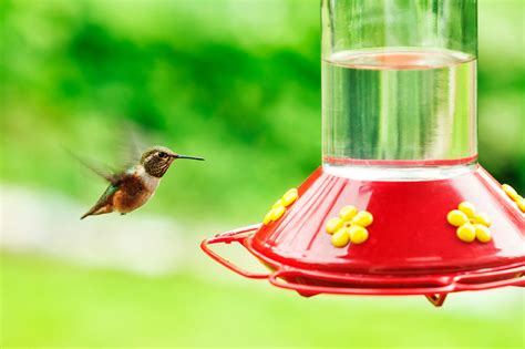 3 Tips for Placing Your Hummingbird Feeder