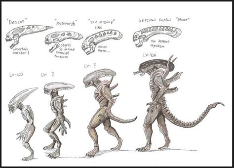 xenomorph types | Predator alien, Alien vs predator, Xenomorph