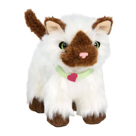 Ragdoll Cat PNG Picture - PNG All