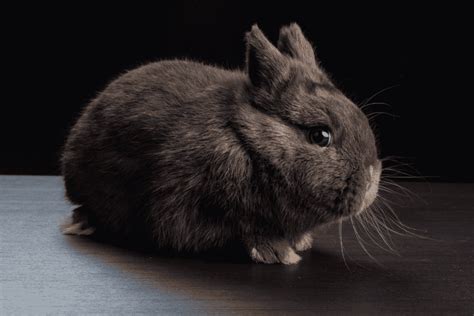 Havana Rabbit (Size, Color, Temperament, Behavior)