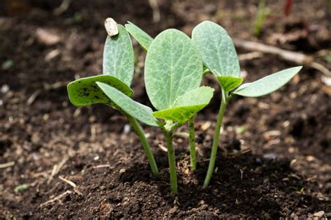 When to Plant Butternut Squash? » Top Timing Tips