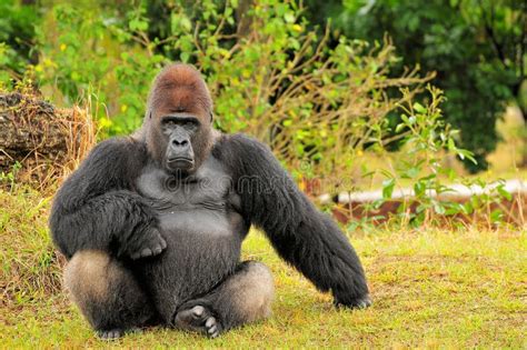 Silverback Lowland Gorilla Sitting Stock Image - Image of habitat ...