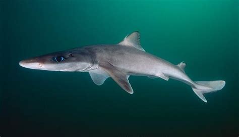 Gulper Shark – "OCEAN TREASURES" Memorial Library