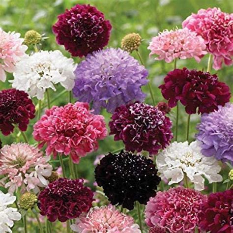 30 Scabiosa Formula Mix Seeds - Etsy