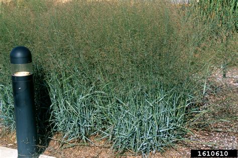 switchgrass (Panicum virgatum)