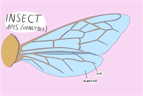 Beetle Wings Anatomy