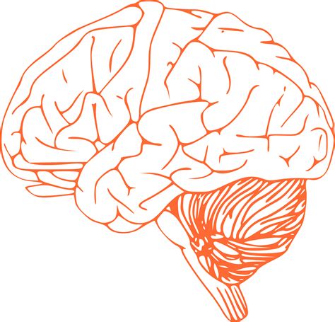 Brain Stem: Function And Parts - Science Trends