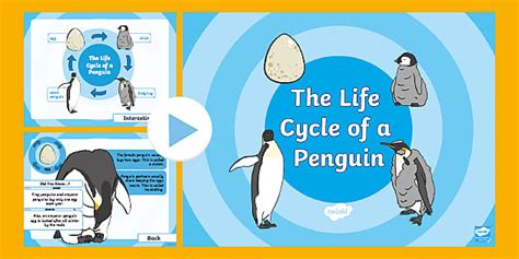 Life Cycle of a Penguin PowerPoint (Teacher-Made) - Twinkl