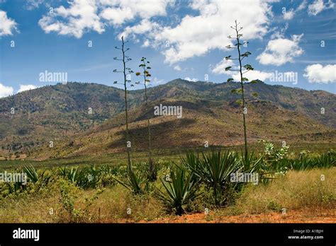 Sisal (Agave sisalana) plantation in Pare Mountains, Tanzania, Africa ...